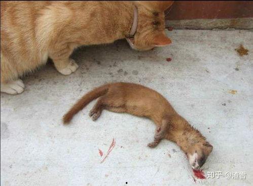 猫和黄鼠狼厮杀视频,一场惊心动魄的自然较量