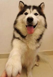 天津大姐训狗视频,网友直呼“太霸气”