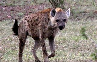 老虎vs鬣狗视频,老虎与鬣狗生死对决