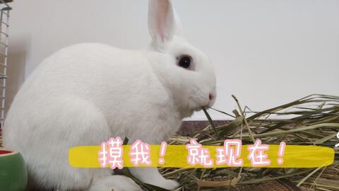 兔子在线视频