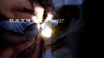 阉割动物视频,揭秘阉割动物背后的真相与伦理争议