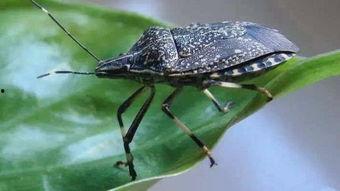 放屁虫视频,揭秘神奇生物的神奇现象