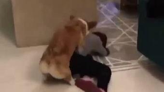 人和动物的交配视频,自然与伦理的边界