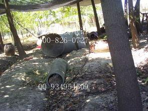 散养野兔视频,自然生态下的悠闲时光