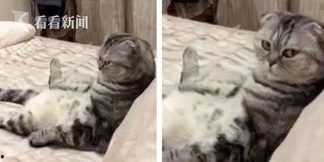 肥猫的视频,揭秘猫咪日常生活的趣味瞬间
