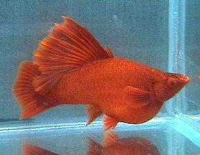 红箭鱼生小鱼视频录像,惊心动魄的海洋猎杀瞬间